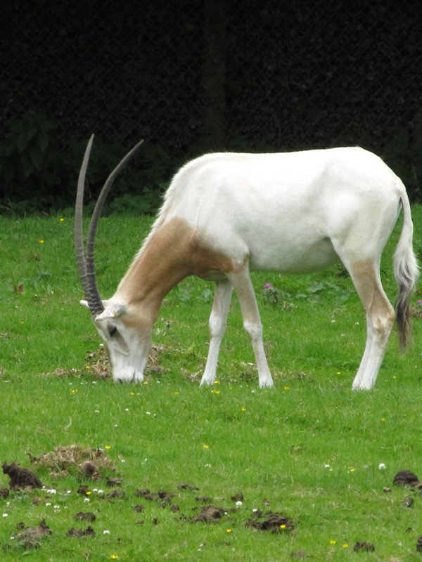 Scimitar Horned Oryx